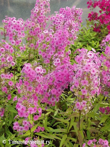 Phlox maculata 'Jorvas'